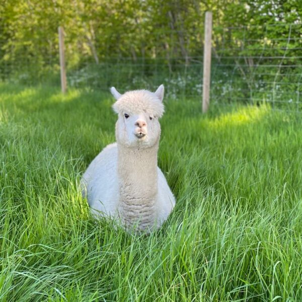 Meet & Heal Alpakas: Erkenne im Spiegel der 8 Tiere, was dein Leben jetzt von dir will – Bild 4