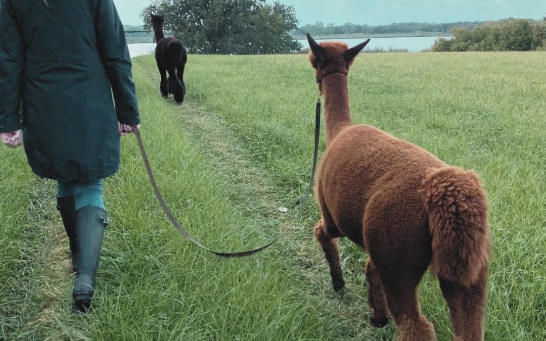 Seelenportrait: Alpaka Dakota, der Herzkönig und sanfte Führer im Feld