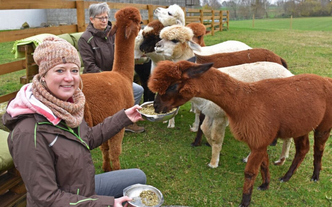 Artikel im Wochenspiegel Ostholstein: Die Sanftheit der Alpakas ist ansteckend