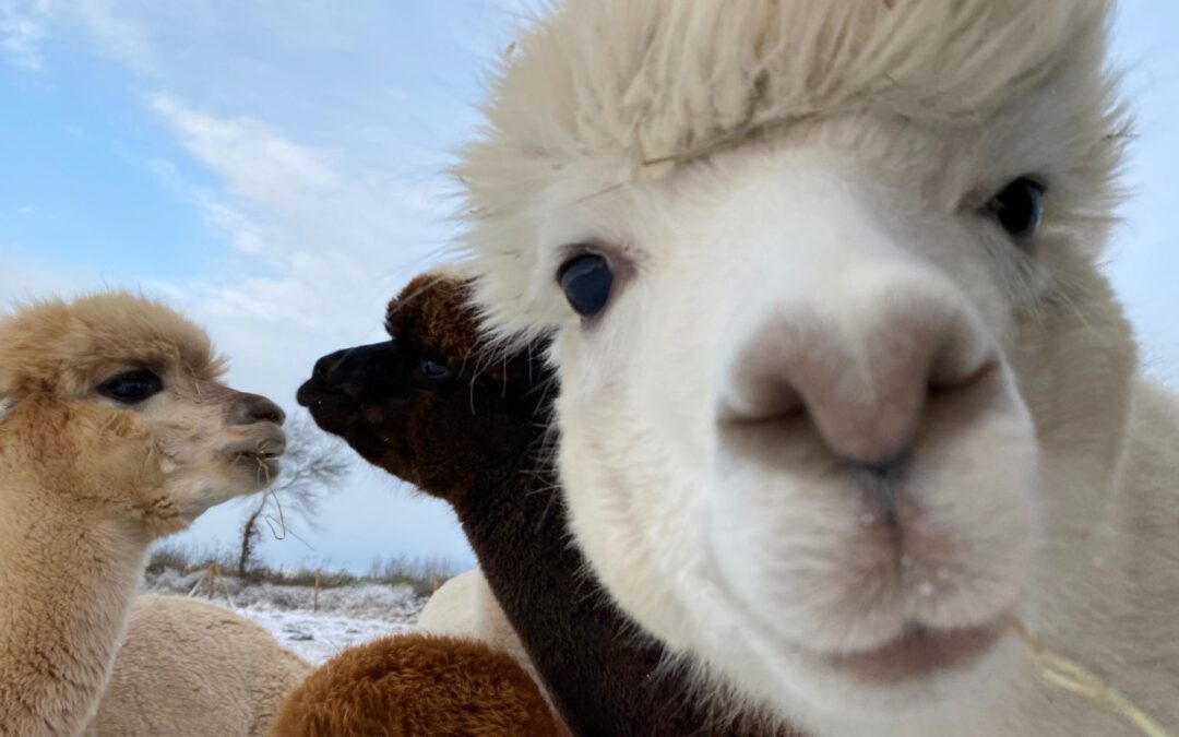 Alpaka Artur ist ein Gefühls-Diagnostiker