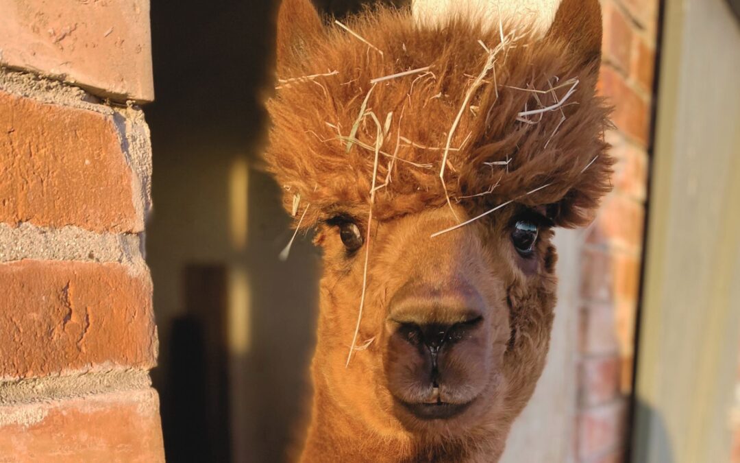 Alpaka Carl, der Wahrheitsprüfer für Authentizität und innere Führung