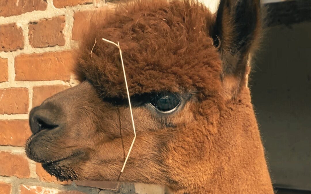 Alpaka Dakota Herden-Chef: Verkörperte Präsenz & Führung mit Herz