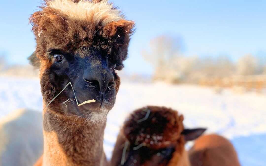 Alpaka Rudolf zeigt dir: Habe den Mut zum Loslassen. Es ist Zeit!