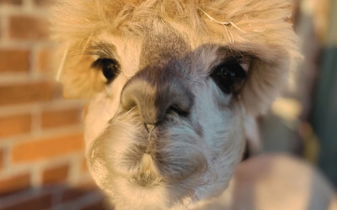 Alpaka Waldemar, der Wegweiser, der Authentizität verlangt