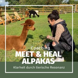 Meet & Heal Alpakas: Klarheit durch tierische Resonanz- tiergestütztes Coaching| 60Min 1 Person