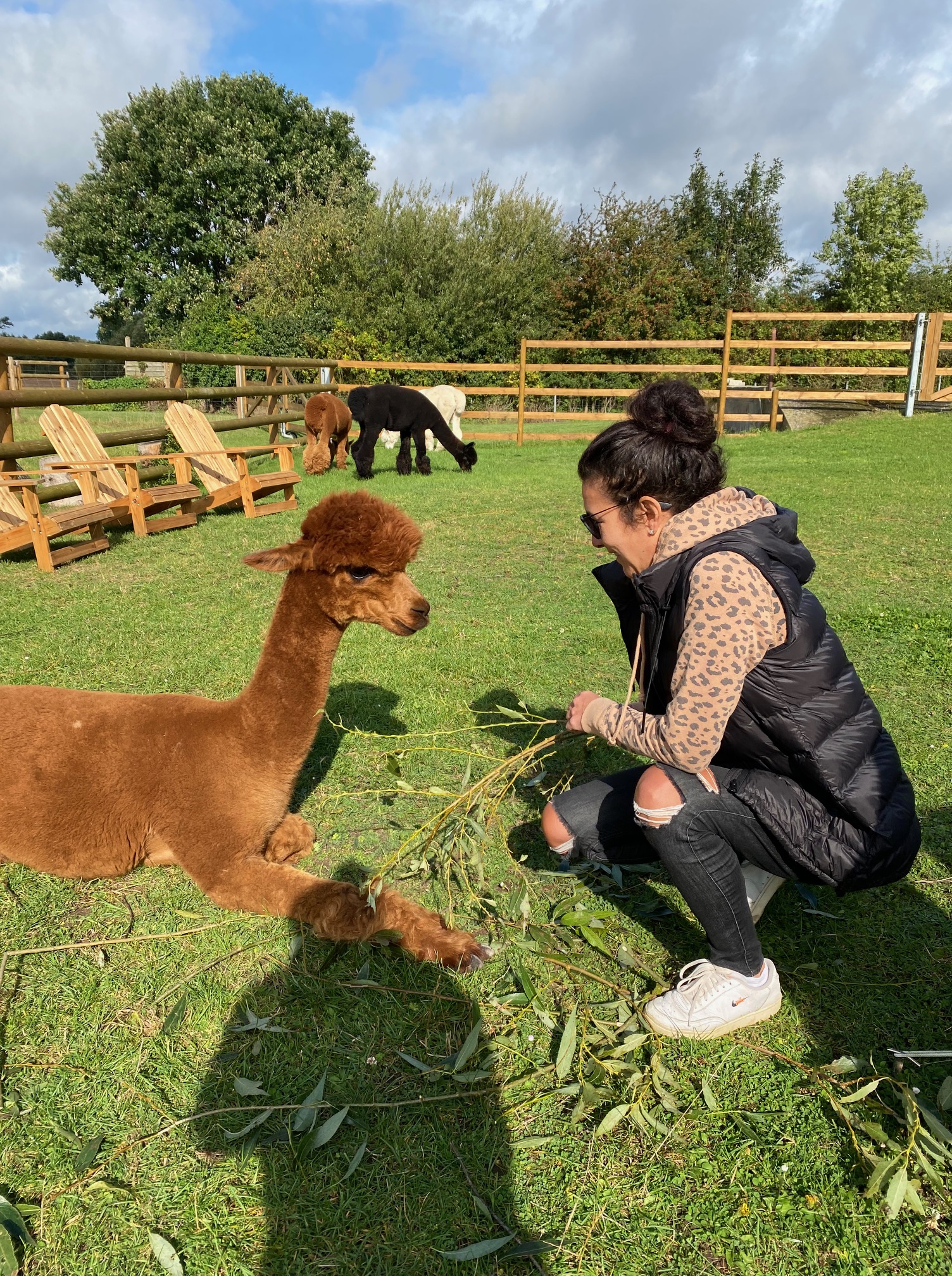 Meet & Heal Alpakas: Was deine Energie dir sagen will - Alpakas machen es sichtbar – Bild 4