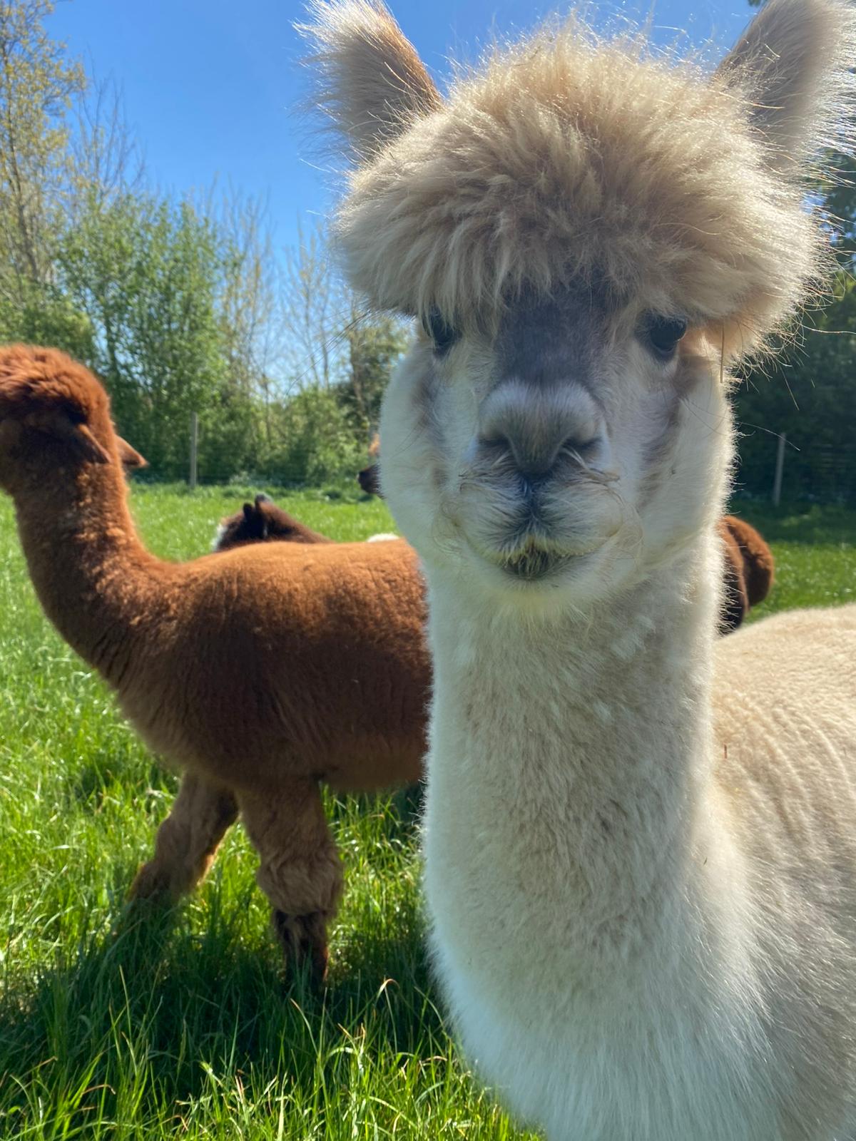 10.05.2026| So| 13h-14:30h| Erholsame Muttertag Meditation mit Alpakas, ein Moment der Herzen verbindet – Bild 6