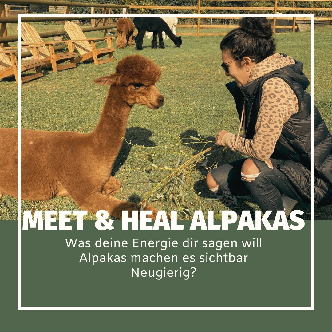 Meet & Heal Alpakas: Was deine Energie dir sagen will - Alpakas machen es sichtbar